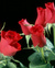 Red Rose